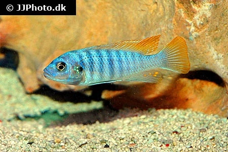 Metriaclima Greshakei